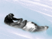 Descente en scooter des neiges